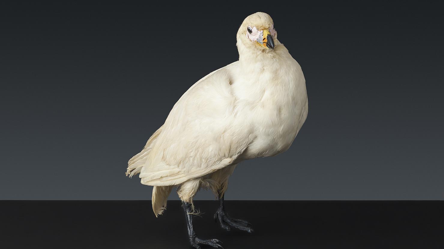 Paloma antártica (Chionis alba). Colección Biológica, Museo Antropológico Martin Gusinde. Nº inv. CB71. Fotografía: Juan Pablo Turén.