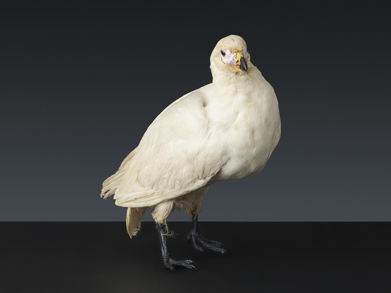 Paloma antártica (Chionis alba). Colección Biológica, Museo Antropológico Martin Gusinde. Nº inv. CB71. Fotografía: Juan Pablo Turén.