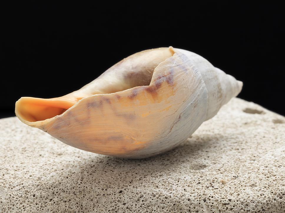 Moluscos de la Colección Biológica del Museo Antropológico Martin Gusinde