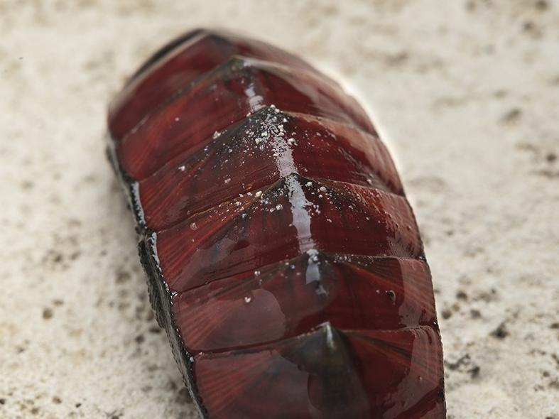 Chiton bowenii