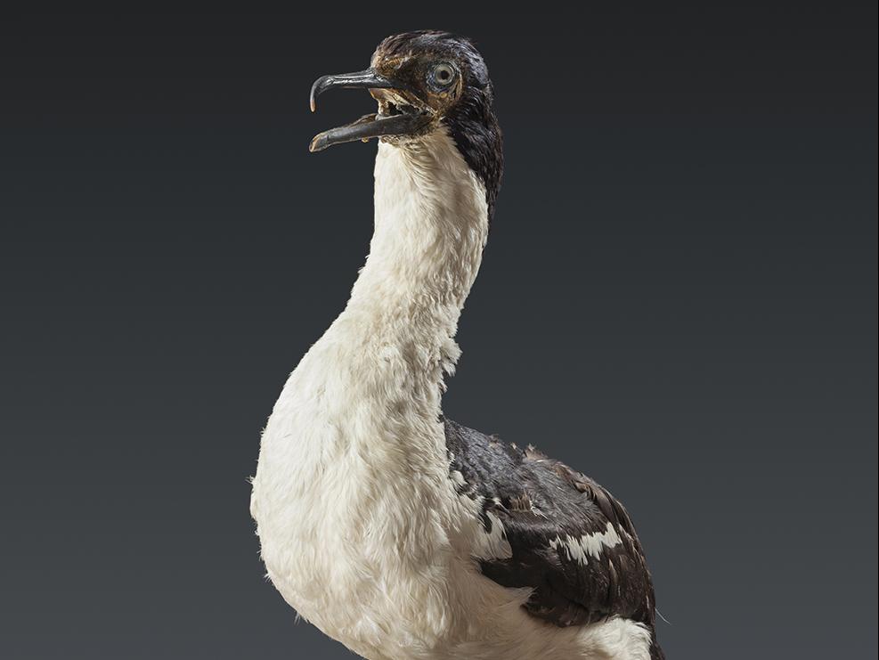 Cormorán imperial