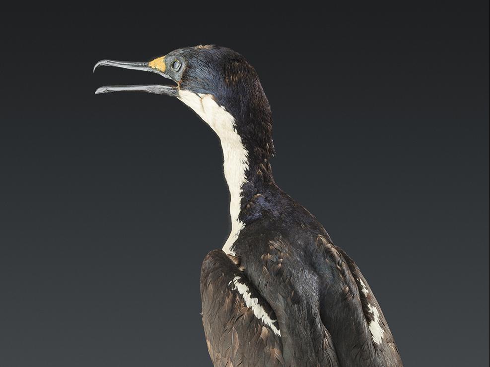 Cormorán real