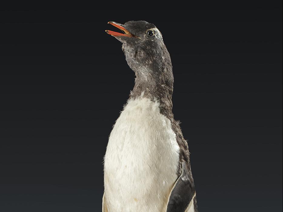 Pingüino papua