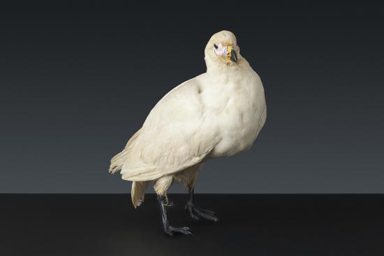 Paloma antártica (Chionis alba). Colección Biológica, Museo Antropológico Martin Gusinde. Nº inv. CB71. Fotografía: Juan Pablo Turén.