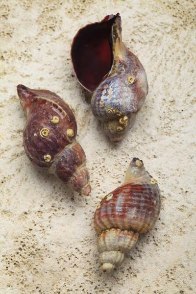 Xymenopsis muriciformis