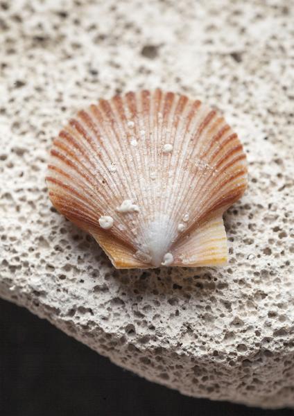 Zygochlamys patagonica