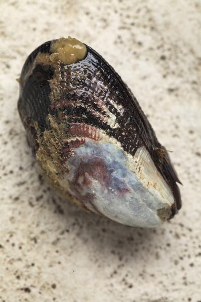 Perumytilus purpuratus
