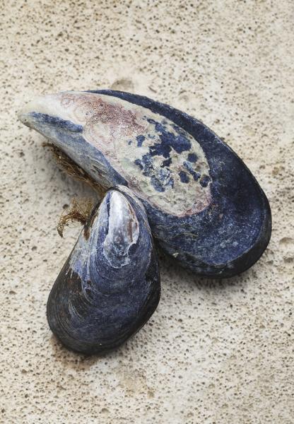 Mytilus edulis platensis