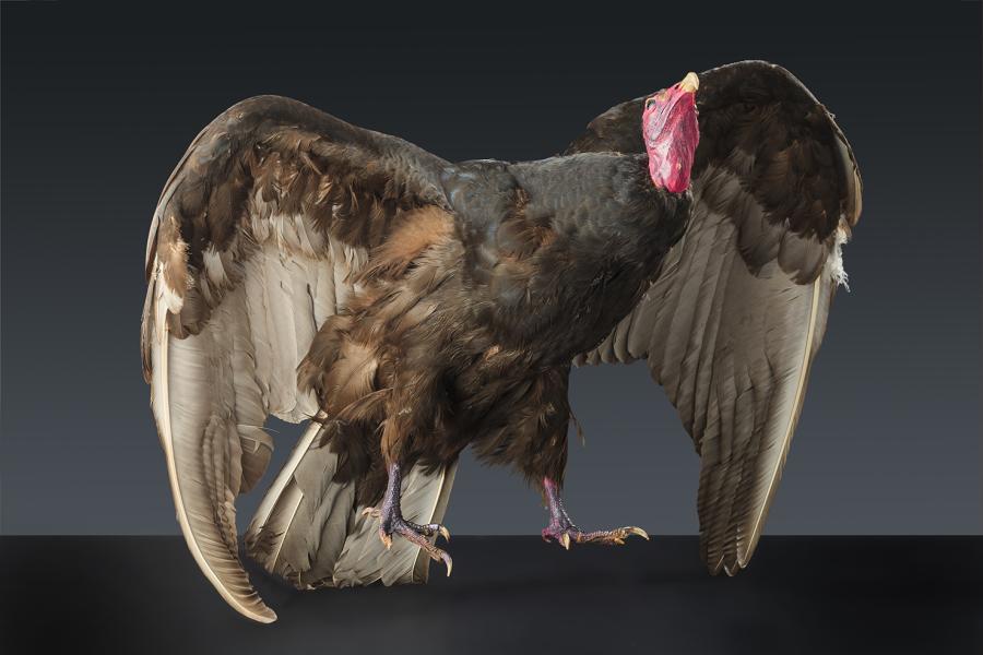 Jote cabeza colorada