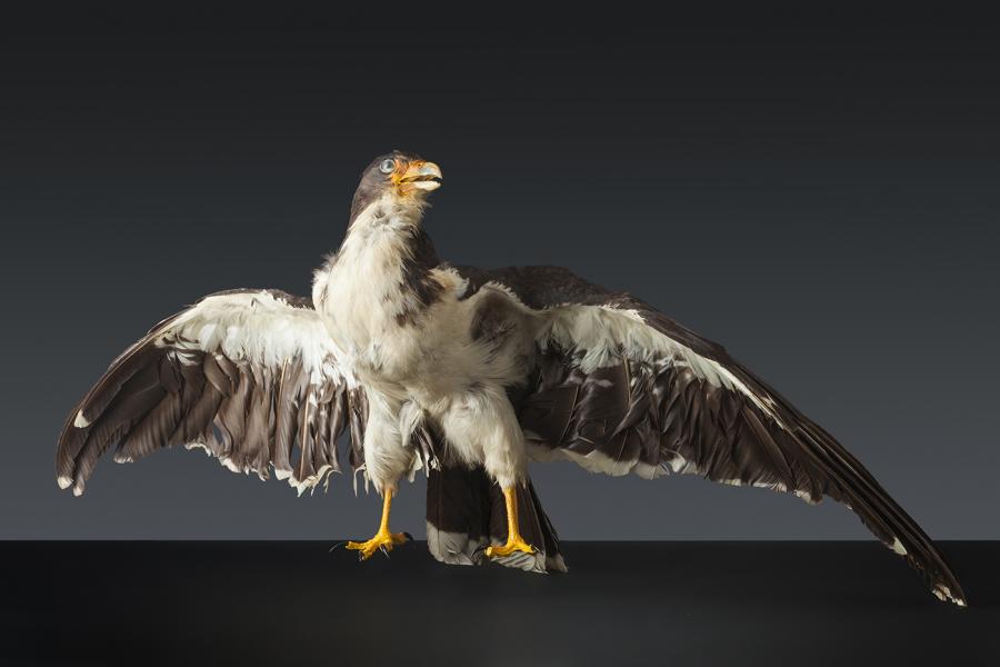 Carancho cordillerano