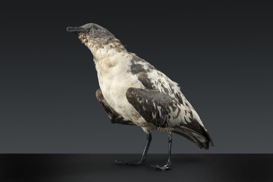 Petrel damero