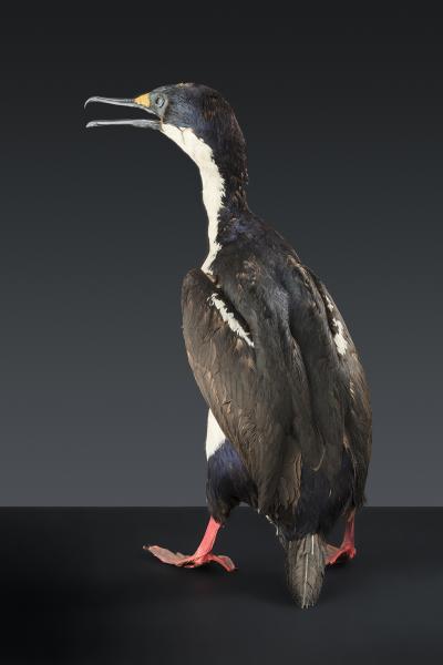 Cormorán real
